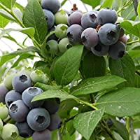 Los mejores  - ScoutSeed E0DE 1080 30pcs Highbush Blueberry Vaccinium Seeds Southern Seeds Fruit para el hogar